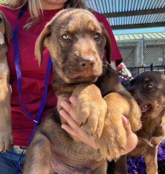 Labrador Retriever and Mixed Breed Dogs Available for Adoption - Pochacco | PetCurious