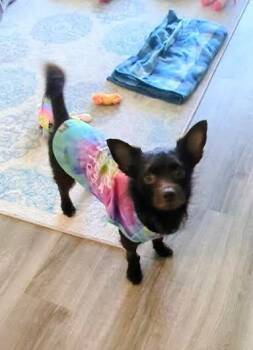 Chihuahua and Yorkshire Terrier Dogs Available for Adoption in Alafaya, Florida - Nugget | PetCurious