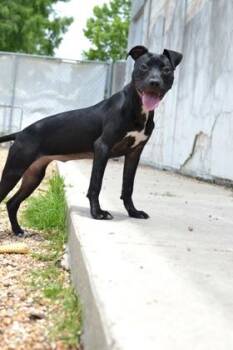 Blossom -  Pit Bull Terrier and Mixed Breed Dog for Adoption in New Orleans, Louisiana - Blossom | PetCurious