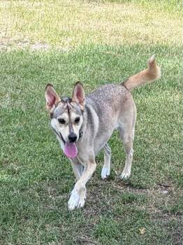 Tulip -  Siberian Husky and Shepherd Dog for Adoption in Santa Rosa, California - Tulip | PetCurious