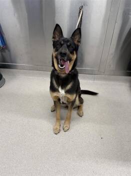 German Shepherd Dog and Australian Cattle Dog Blue Heeler Dogs Available for Adoption in Fairbanks, Alaska - LOBA | PetCurious