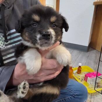 Fig 2 -  Australian Cattle Dog Blue Heeler and Bernese Mountain Dog Dog for Adoption in Belfair, Washington - Fig 2 | PetCurious