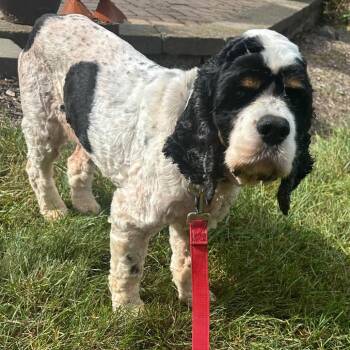 River -  Cocker Spaniel Dog for Adoption in Campton Hills, Illinois - River | PetCurious