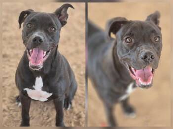 Rescue Pit Bull Terrier and Mixed Breed Dogs for Adoption in Albuquerque, New Mexico - MIA | PetCurious