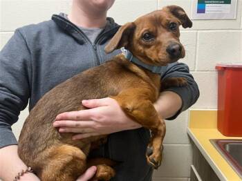 Dachshund and Mixed Breed Dogs Available for Adoption - DEXTER | PetCurious