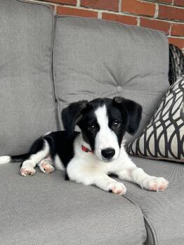 OLLIE -  Border Collie Dog for Adoption in Fosters, Alabama - OLLIE | PetCurious
