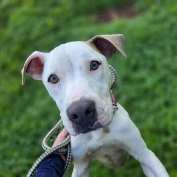 Athena -  Pit Bull Terrier Dog for Adoption in Greensboro, North Carolina - Athena | PetCurious