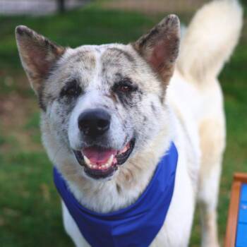 Great Pyrenees Dogs Available for Adoption in San Antonio, Texas - BARRY | PetCurious