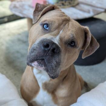 Bowie -  American Bully and American Bulldog Dog for Adoption in Blairstown, New Jersey - Bowie | PetCurious