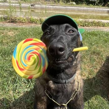 Echo -  Belgian Shepherd Malinois Dog for Adoption in Duxbury, Massachusetts - Echo | PetCurious