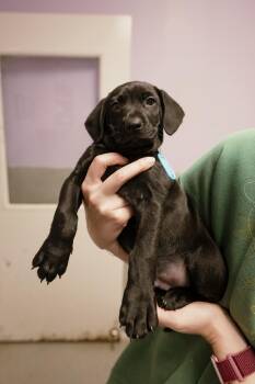 Dutch Shepherd Dogs Available for Adoption - Bromley | PetCurious