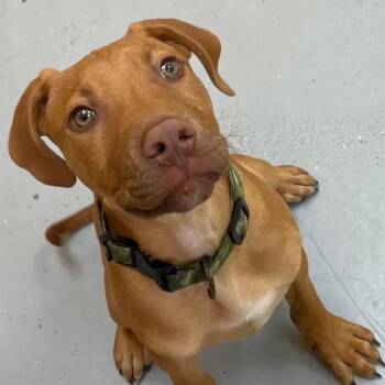 Hound and Mixed Breed Dogs Available for Adoption in Briarcliff Manor, New York - Derwin | PetCurious