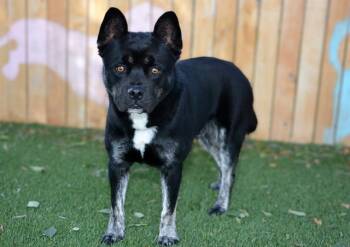 GLUEY -  Chow Chow and Siberian Husky Dog for Adoption in West Valley City, Utah - GLUEY | PetCurious