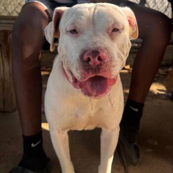 Dembow -  Mixed Breed Dog for Adoption in Vieques, Vieques - Dembow | PetCurious