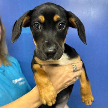CT Yumi -  Hound and Mixed Breed Dog for Adoption in Stormville, New York - CT Yumi | PetCurious