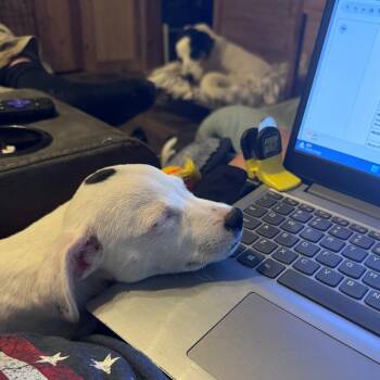 Dottie -  Terrier and Mixed Breed Dog for Adoption in Nashville, Tennessee - Dottie | PetCurious