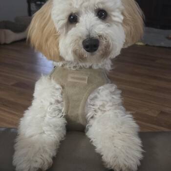 Teddy -  Maltese and Poodle Dog for Adoption in Fort Bragg, California - Teddy | PetCurious