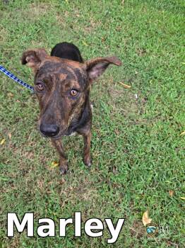 Marley -  Pit Bull Terrier Dog for Adoption in Rocky Mount, North Carolina - Marley | PetCurious