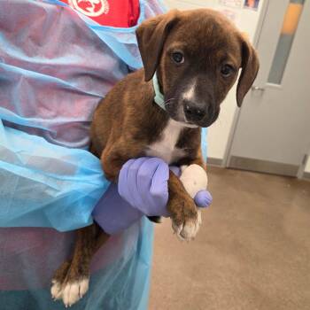 Langdon -  Hound Dog Available for Adoption in Chattanooga, Tennessee - Langdon | PetCurious