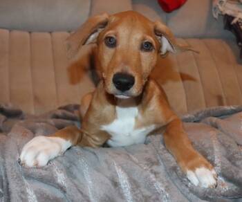 Rescue Doberman Pinscher and Labrador Retriever Dogs for Adoption in Mesa, Arizona - Aston | PetCurious