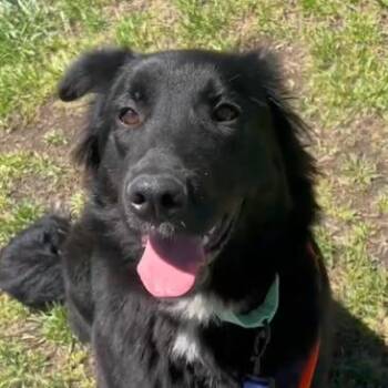 Mixed Breed Dogs Available for Adoption in New York, New York - Shaggy | PetCurious