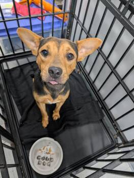 Reese -  Mixed Breed Dog for Adoption in Denham Springs, Louisiana - Reese | PetCurious