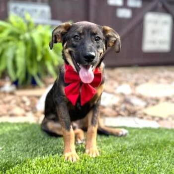 Bear -  German Shepherd Dog and Shepherd Dog for Adoption in Fairfield, Connecticut - Bear | PetCurious