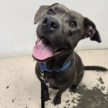 Bo -  Pit Bull Terrier Dog for Adoption in Columbia, Missouri - Bo | PetCurious