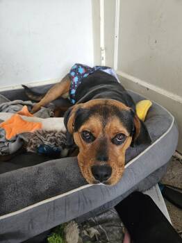 Hound Dogs Available for Adoption - Moby | PetCurious