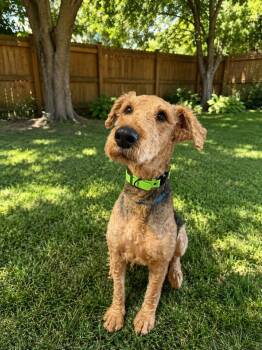 Sam -  Airedale Terrier Dog for Adoption in Charlotte, North Carolina - Sam | PetCurious