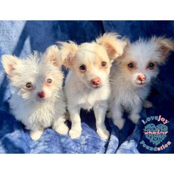 Rhett -  Maltese and Terrier Dog for Adoption in Inglewood, California - Rhett | PetCurious
