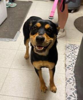Velma -  Mixed Breed Dog for Adoption in North Myrtle Beach, South Carolina - Velma | PetCurious