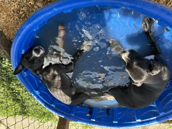 Rescue Mixed Breed Dogs for Adoption in Spring, Texas - Harper | PetCurious