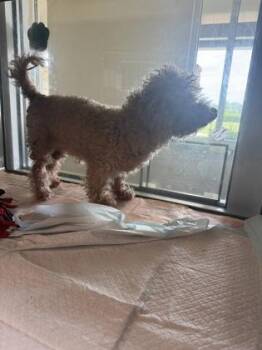 Randi -  Poodle and Mixed Breed Dog for Adoption in North Richland Hills, Texas - Randi | PetCurious