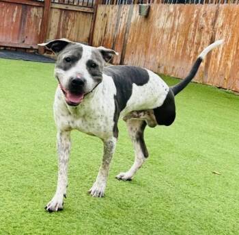 Buddy -  Pit Bull Terrier Dog for Adoption in San Antonio, Texas - Buddy | PetCurious