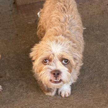 Roly Poly -  Terrier and Mixed Breed Dog for Adoption in Las Vegas, Nevada - Roly Poly | PetCurious