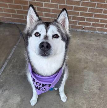Stormy -  Husky Dog for Adoption in Anna, Texas - Stormy | PetCurious