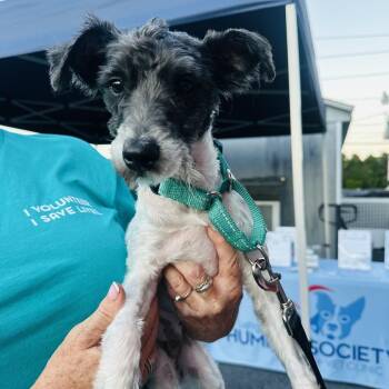 Einstein -  Mixed Breed and Terrier Dog for Adoption in Allentown, Pennsylvania - Einstein | PetCurious