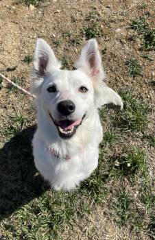 White German Shepherd Dogs Available for Adoption - Maggie Ray | PetCurious