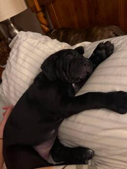 Mae -  Labrador Retriever Dog for Adoption in Duluth, Minnesota - Mae | PetCurious