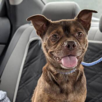 Mixed Breed Dogs Available for Adoption - Morty (hw+) 02-1115 | PetCurious