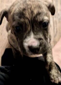 Boxer Dogs Available for Adoption in Herndon, Virginia - Vadar | PetCurious