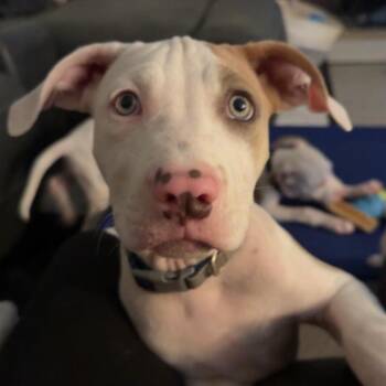Justin -  Pit Bull Terrier Dog for Adoption in Tulsa, Oklahoma - Justin | PetCurious