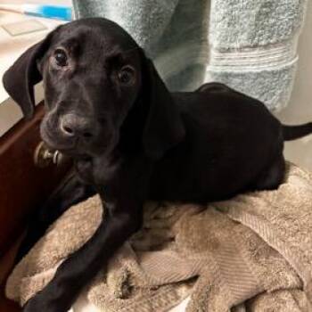 Hans (aka Winston) -  Labrador Retriever and Bluetick Coonhound Dog for Adoption in Ferndale, Michigan - Hans (aka Winston) | PetCurious