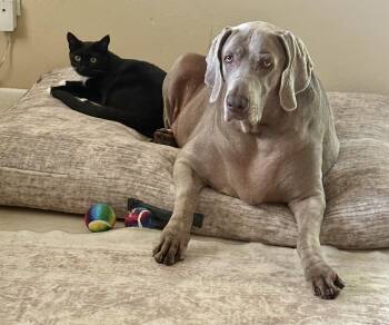 Rescue Weimaraner Dogs for Adoption in Port Orange, Florida - River (sweetest Dog) *video* | PetCurious