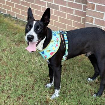 Tucker James -  Australian Cattle Dog Blue Heeler and American Staffordshire Terrier Dog for Adoption in Tunica, Mississippi - Tucker James | PetCurious