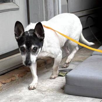 Chihuahua Dogs Available for Adoption in Boonton, New Jersey - Avah TX | PetCurious
