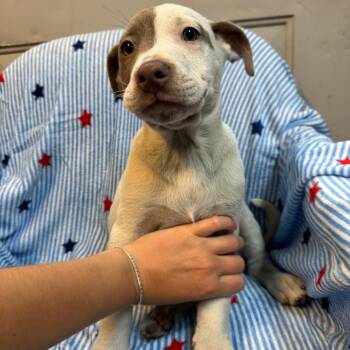 Pete 2256 -  Australian Cattle Dog Blue Heeler and Mixed Breed Dog for Adoption in Kittanning, Pennsylvania - Pete 2256 | PetCurious