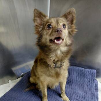 Luna -  Chihuahua and Mixed Breed Dog for Adoption in Philadelphia, Pennsylvania - Luna | PetCurious