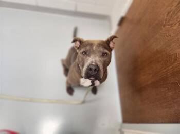 BRITTANY -  Pit Bull Terrier and Mixed Breed Dog for Adoption in Ocala, Florida - BRITTANY | PetCurious